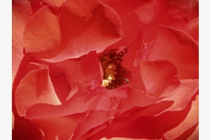 Die Kontrastendüfte der Blüte
