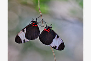 Ruf der Natur Ruf der Natur