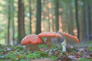 Fliegenpilz Fliegenpilz