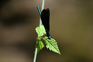 Schönheit 