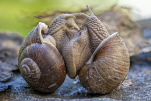 Schnecken-Liebe