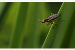 rotbraune Schneckenfliege