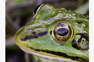 Was der Frosch so alles sieht.