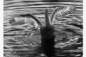 Schwan im Gegenlicht (SW-Solarisation)