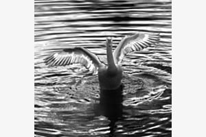 Schwan im Gegenlicht (Solarisationseffekt)
