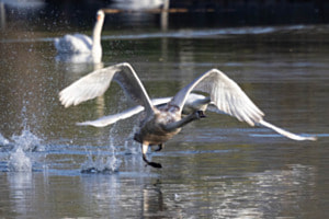 startender Schwan