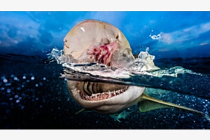 Schwimmerperspektive