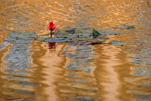 Seerose