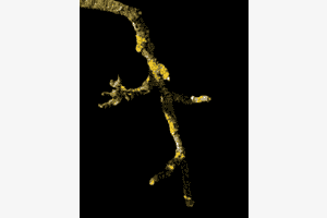 La branche qui danse