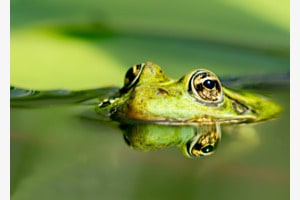 Vert c'est VERT