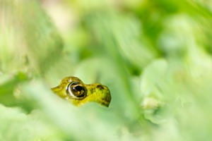 Vert de Vert