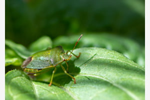 Quand c'est vert, c'est vert