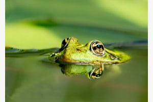 Le regard inversé !