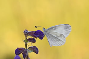 fotogene Farbkombination: Senfweissling
