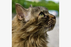 Shiva Shiva