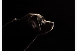 Silhouette Silhouette