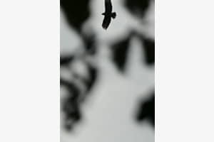 Fly High Fly High