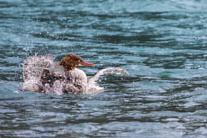 Wild Wasser