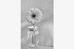 Solifleur