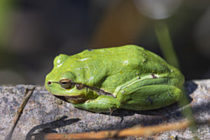 Laubfrosch beim Sonnenbaden Laubfrosch beim Sonnenbaden