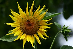 Sonnenblume mit Biene Sonnenblume mit Biene