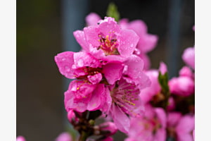 Frühling im Regen