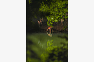 Spiegelbild