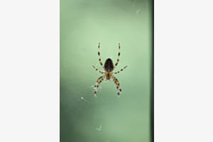 Spinne