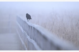 Star auf Laufsteg Star auf Laufsteg