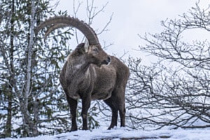 Steinbock