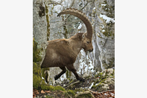 Steinbock