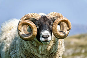 Steinbock Steinbock