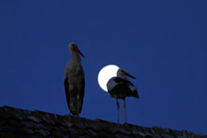 Vollmond: Weissstörche Vollmond: Weissstörche