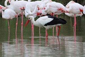 viele Beine und ein Storch...