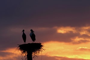 bei Sonnenaufgang: Weissstörche auf dem Nest bei Sonnenaufgang: Weissstörche auf dem Nest