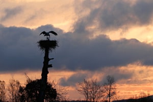 Mystisch: Storchenpaarung