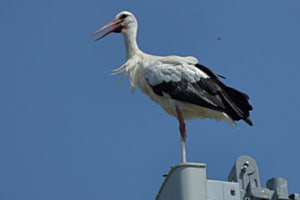 Mobilfunkantenne Storch und Wespe Mobilfunkantenne Storch und Wespe