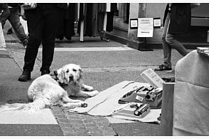 le chien et les mots