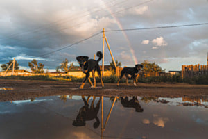 Streets of Mongolia