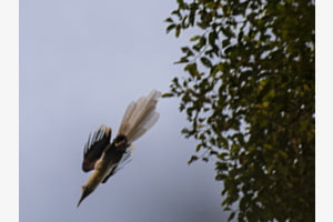 Sturzflug