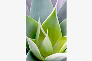 Agave