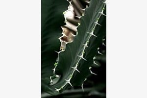 Euphorbia