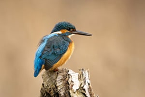 Eisvogel