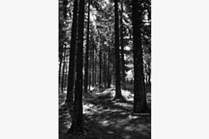 Wald
