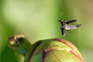 Absprung