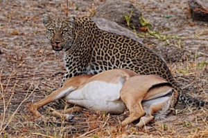 Jagdglück Jagdglück