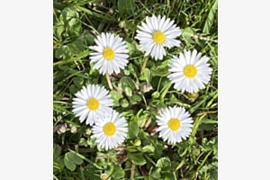 Margeriten-Kreis