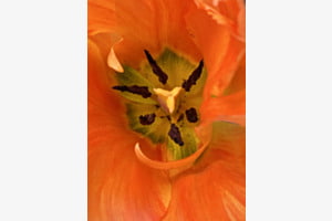 Tulpenkunst
