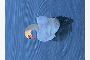 Schwan in der Morgensonne