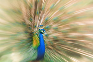 The Dance